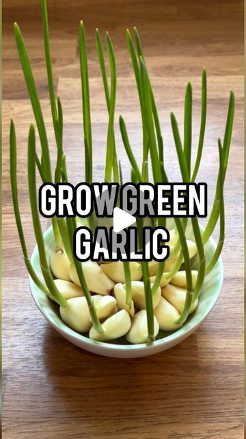 Green Garlic Recipes, Garlic Flatbread, Splash Of Water, Self Raising Flour, Garlic Recipe, Windowsill Garden, Green Garlic, Growing Garlic, Garlic Bulb