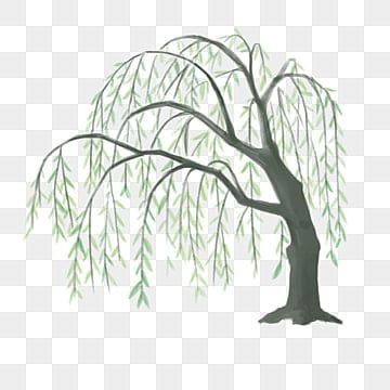 Willow Tree Silhouette, Willow Tree Illustration, Willow Illustration, Weeping Trees, Willow Tree Tattoos, Willow Leaves, Leaves Clipart, Willow Trees, Weeping Willow Tree