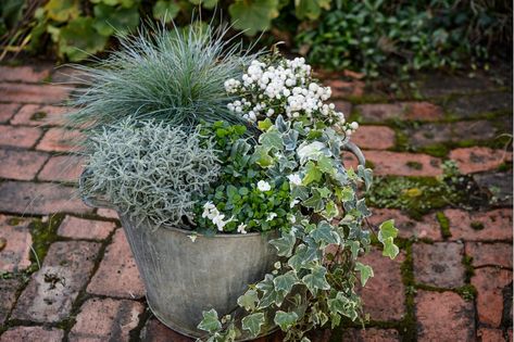 Festuca, santolina and violas This container combination marries the muted silver and white tones of Festuca glauca ‘Intense Blue’, Santolina chamaecyparissus, white-flowered Viola cornuta, Gaultheria mucronata and variegated ivy. A smattering of viola blooms stands out all the more against the silvery foliage, while the santolina will continue the display into summer, with bright yellow flowers in July and August. Diy Backyard Garden, Gemüseanbau In Kübeln, Winter Planter, Backyard Garden Landscape, Balcony Plants, Small Backyard Gardens, Garden Fire Pit, Backyard Diy, Winter Plants