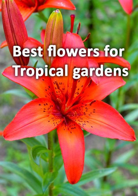 13 Flowers for a Tropical Garden in cooler climates - BUCKINGHAMSHIRE LANDSCAPE GARDENERS Tropical Plants For Full Sun, Florida Tropical Landscaping Ideas, Tropical Landscaping Around Pool, Small Tropical Backyard, Tropical Backyard Ideas, Tropical Flowering Plants, Tropical Looking Plants, Tropical Flower Garden, Florida Plants Landscaping