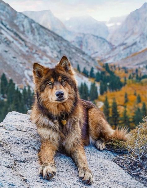 Wolf Hybrid Dogs, Rescuing Animals, The Lone Ranger, Very Cute Dogs, Rescue Animals, Pretty Dogs, Pretty Animals, Cute Animals Images, Wolf Dog