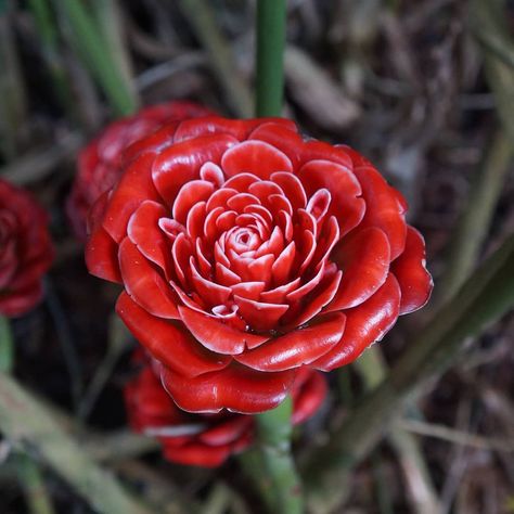 Plant Group Hawai'i on Instagram: “A rose by any other name...Etlingera corneri 'Siam Rose' #ginger #rose #Thailand #Hawaii” Ginger Rose, A Rose, Pretty Flowers, Mother Nature, Instagram A, Ginger, Hawaii, Thailand, Plants