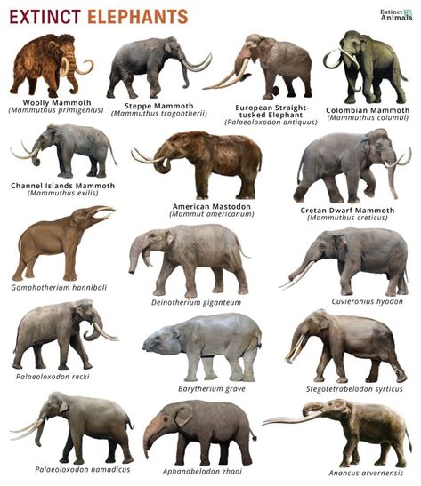 Prehistoric Elephants, Types Of Wolves, Melanistic Animals, Greyhound Statues, Prehistoric Animals Dinosaurs, Pig Breeds, Animals Information, Conservation Biology, Prehistoric Wildlife