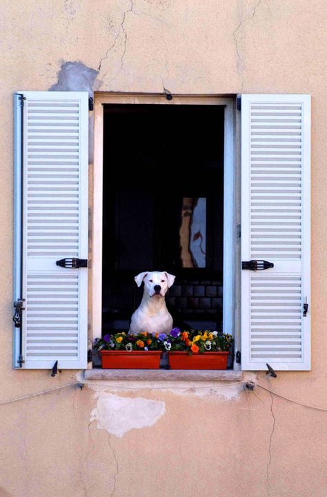 Dog In The Window, Ne Obliviscaris, Folk Christmas, Cute Animals With Funny Captions, Dog Window, Vintage Apartment, Quirky Prints, Pet Paradise, Cathedral Windows