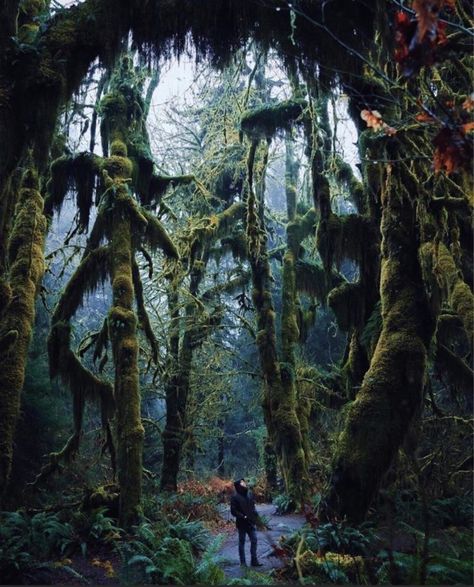 12 Haunted Trails in The Pacific Northwest Where Horror Lurks Hall Of Mosses, Hoh Rainforest, Washington Usa, Oregon Travel, Olympic National Park, Nature Images, Enchanted Forest, Washington State, Pacific Northwest