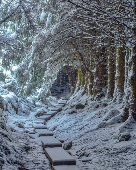 inspiration & appreciation of beautiful Ireland instagram.com/ireland_travel Tree Tunnel, County Wicklow, Winter Scenery, Winter Magic, Winter Beauty, Snow Scenes, Winter Pictures, Winter Wonder, Photography Nature