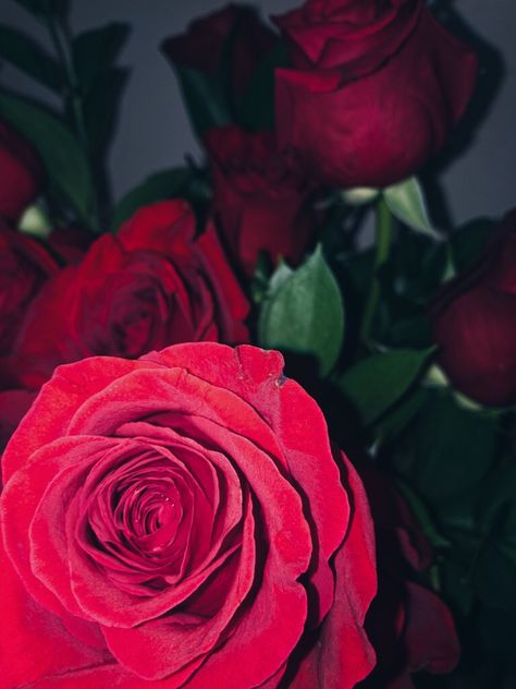 Roses Flower Aesthetic Wallpaper Vintage, Red Flower Aesthetic, Aesthetic Wallpaper Vintage, Flower Aesthetic Wallpaper, Airport Aesthetic, Cute Babies Photography, Aesthetic Roses, Rosé Aesthetic, Profile Pictures Instagram