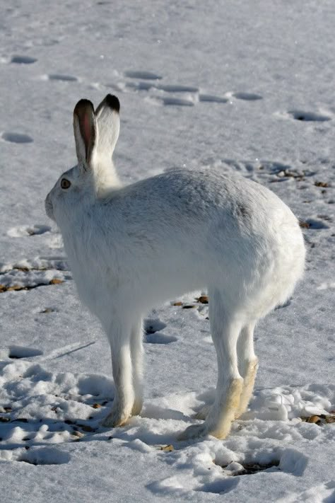 White-tailed Jackrabbit  ---     I have to rest...there's too much junk in my trunk! Holland Lop Rabbit, Lop Rabbit, Arctic Hare, Rabbit Life, Beautiful Rabbit, Cool Animals, Bunny Rabbits, Silly Animals, Animal Ears