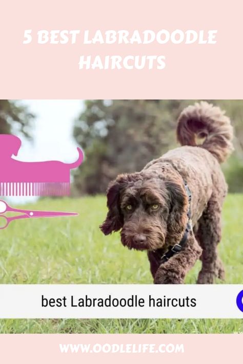 Labradoodle Haircuts, Labradoodle Puppy Haircut Style, F1 Labradoodle Haircut, Groomed Labradoodle, Labradoodle Teddy Bear Cut, Chocolate Labradoodle Haircut Style, Labradoodle Grooming Style, Grooming Labradoodles, Labradoodle Cuts