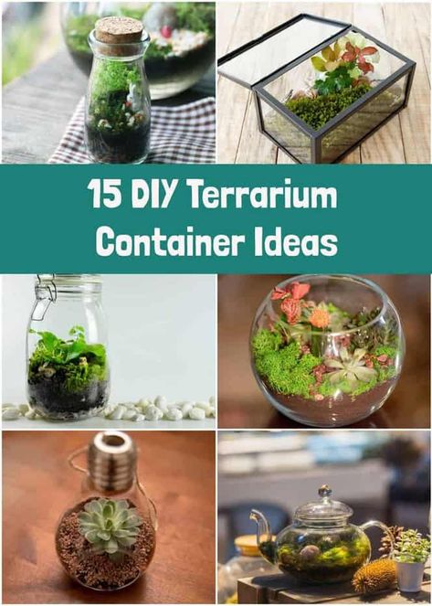 DIY Terrariums: Everything You Need To Know To Build Your Own Mini Jar Terrarium Diy, Open Air Terrarium, Orchid Terrarium Diy, Plant Terrarium Diy, Diy Terrariums, Indoor Nature, Build A Terrarium, Small Terrarium, Open Terrariums