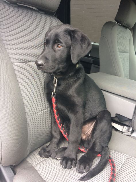 14 week old black lab Fetch With Dog, Black Lab Aesthetic, Black Dogs Breeds, Black Lab Puppy, Labrador Black, Labrador Noir, Black Labrador Dog, Cesar Millan, Dogs Breeds