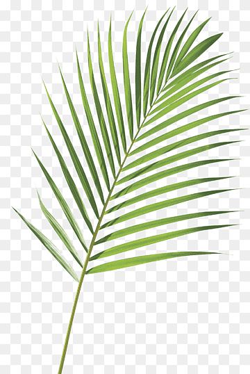 Tree Leaf Drawing, Grass Png, Palm Leaf Decor, Canary Island Date Palm, Dates Tree, Palm Tree Png, Palm Tree Leaf, Palm Tree Plant, Shadow Images