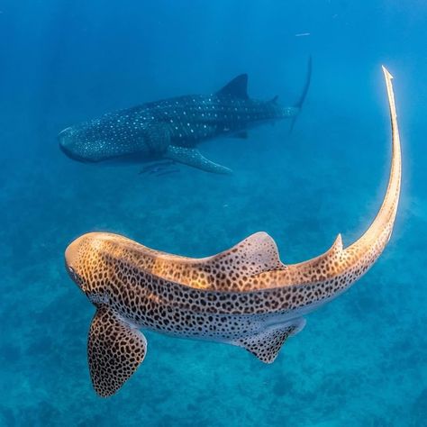 Australia on Instagram: “Who wore it better? 😎 This duo in @australiascoralcoast clearly got the memo that spots are going to be big this season. @jesshaddenphoto…” Zebra Shark Photography, Shark Therian, Zebra Shark, Leopard Shark, Shark Photos, Shark Pictures, Whale Sharks, Shark Diving, Beautiful Sea Creatures