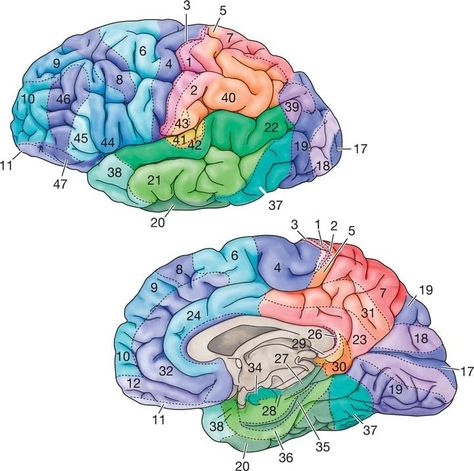 Brodmann's Area, Med School Study, Brain Models, Solar And Lunar Eclipse, Medicine Notes, Medical Videos, Brain Anatomy, Medical Anatomy, Medical Art