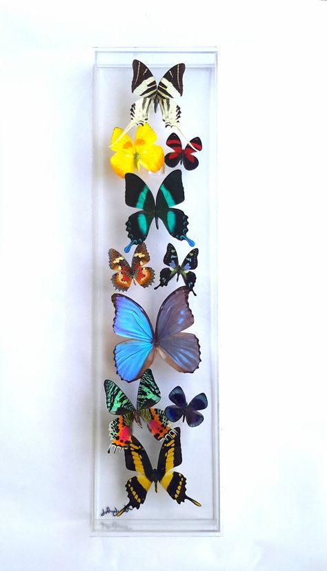 Butterfly wall decor