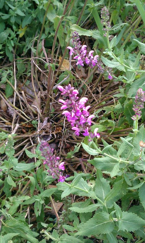 June 27: Salvia x sylvestris 'Rose Queen' (violet sage) Rose Queen, Foundation Planting, Small Garden, Planting, Violet, Foundation, Queen, Plants