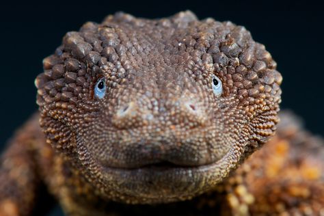 Earless Monitor, Prague Zoo, Lizard Species, Large Lizards, Monitor Lizard, Komodo, Reptiles And Amphibians, Lizards, Unique Animals