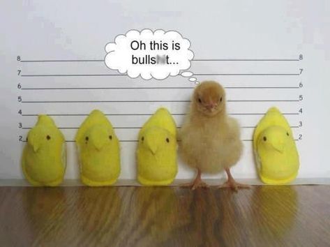 11 Funny Peeps Memes For Easter, Because This Holiday Wouldn't Be Complete Without Them Chicken Little, Easter Humor, Funny Captions, Holiday Humor, A Chicken, E Card, Easter Fun, Funny Animal Pictures, Pics Art