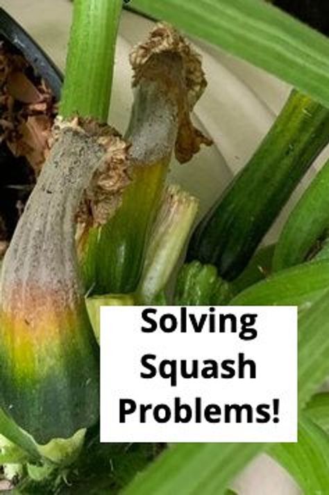 How To Tell When Butternut Squash Is Ripe, When To Plant Butternut Squash, Saving Butternut Squash Seeds, Squash Plant Problems, When To Harvest Winter Squash, Mexican Squash, Squash Types, Squash Flowers, Crookneck Squash