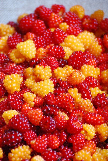 Alaska Salmon Berries Alaska Salmon, Thanh Long, Fruit Photography, Beautiful Fruits, Exotic Fruit, Fruit Garden, Delicious Fruit, Fruit And Veg, Beautiful Food