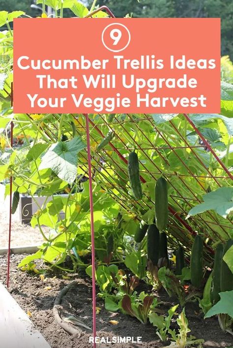 Triangle Trellis Garden, Fresco, Cucumber Garden Bed, Cucumber Vines Trellis, Cucumber Garden Trellis Diy, Cucumber Supports Trellis Ideas, Trellis Cucumber Raised Beds, Garden Trellis Ideas Diy Cucumber, Cucumbers On Trellis