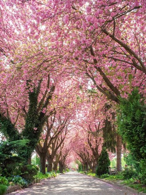 10 Fabulous Millennial Pink Trees and Plants for Your Home and Garden | HGTV Pink Tree Tattoo, Pink Garden Aesthetic, Japanese Pink Tree, Museum Garden, Flower Trees, Pink Blossom Tree, Pink Plants, Japanese Pink, Japanese Cherry Tree