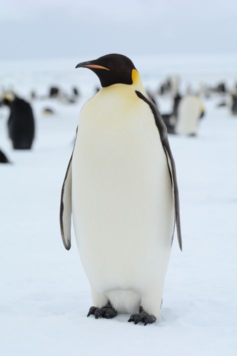 Penguin In Antarctica, Penguins In Antarctica, Emperor Penguin Photography, Penguin Craft Preschool, Penguins Crafts, Penguin Crafts For Kids, Penguin Emperor, Emporer Penguin, Preschool Penguin