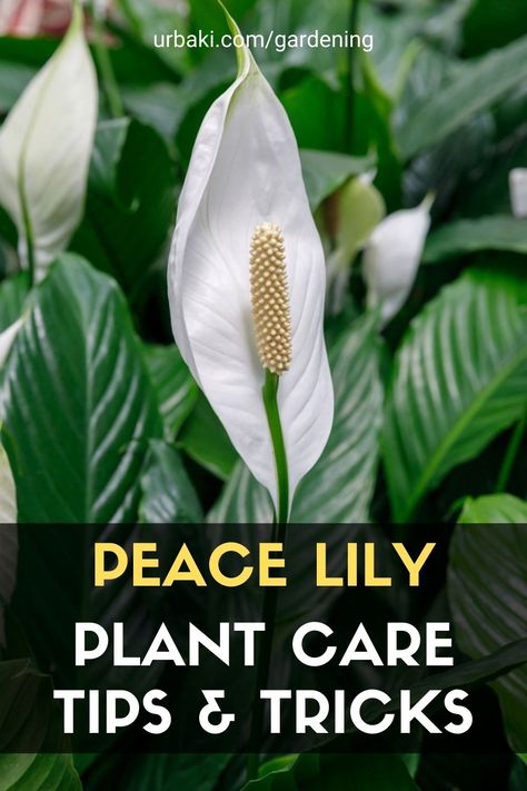 This video will teach you tricks & tips for keeping your Peace Lily houseplant healthy & happy as an indoor plant! The care needs for peace lily are simple. We all live in different home environments so just keep a good watch on your plant so you know how to care for the plant. If you notice a warning sign such as; drooping, discoloration, stunted growth, & abnormal things like that make changes to your routine! #urbakigardening #gardening #peacelily #plantcare #tipsplant #tricksplant Peace Lily Indoor, Peace Lily Plant Care, Lilly Plants, Peace Lily Care, Lily Plant Care, Peace Lillies, Lily Care, Planting Plants, Peace Lily Plant