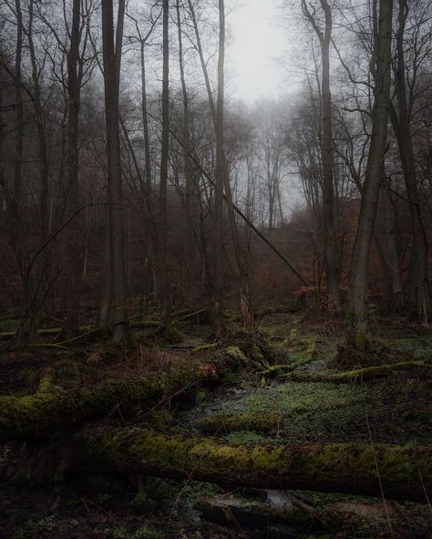 Dorotael on Instagram: “#magicforest #deadtree #stream #foreststream #swamp #lakedistrict #bythelake #lakes_in #tree #mistyforest #treescape #divine_forest…” Swampy Forest, Swamp Forest, Warrior Cats Clans, Magic Forest, Misty Forest, Pine Forest, Warrior Cats, Character Aesthetic, Lake District