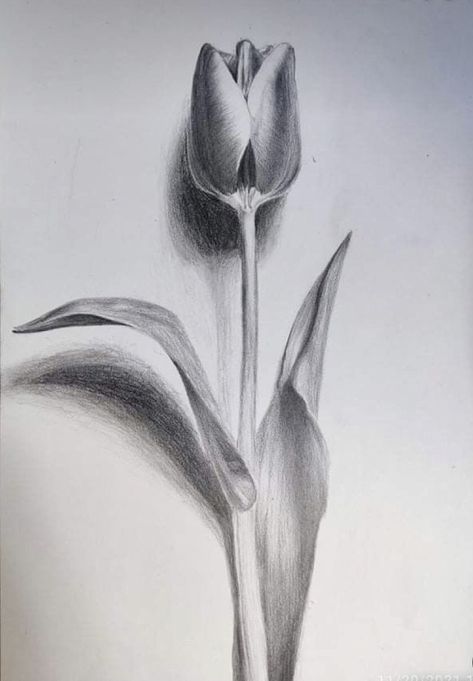 Easy Charcoal Drawings, Flower Sketch Pencil, Realistic Flower Drawing, Shading Drawing, Abstract Pencil Drawings, Realistic Pencil Drawings, Nature Art Drawings, Pencil Sketch Images, Cool Pencil Drawings