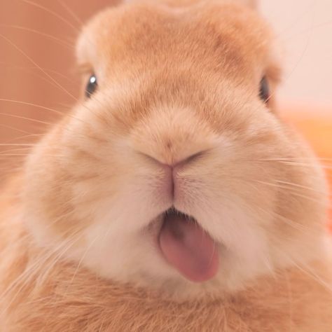 Bunny Profile Pictures, Avatar Cuti, Ginger Bunny, Ginger Rabbit, Bunny Pfp, Bunny Rolls, Bunny Aesthetic, Cute Bunny Pictures, Bunny Pictures