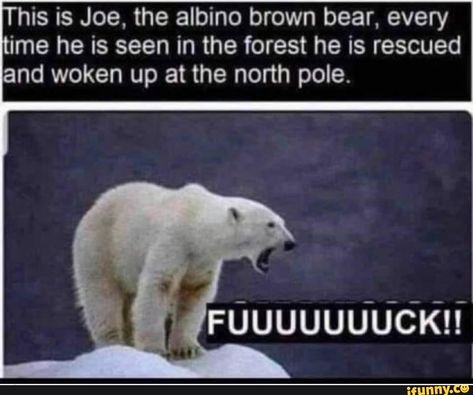 Laugh Or Die, Fresh Memes, Memes Humor, Best Funny Pictures, Brown Bear, Animal Memes, Tumblr Funny, Bones Funny, Funny Things