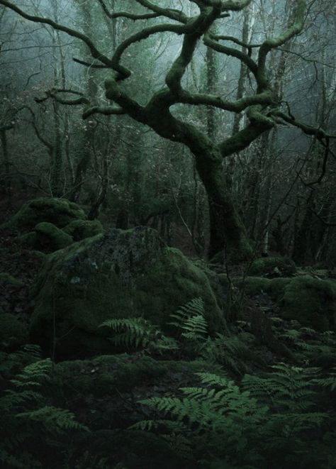 Dnd Landscape, Ethereal Forest, Mossy Tree, Dark Naturalism, Dark Forest Aesthetic, Dartmoor National Park, Dark Green Aesthetic, Colossal Art, Foggy Forest