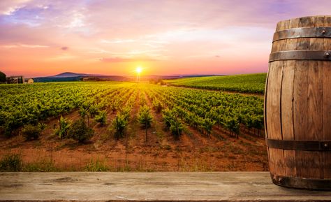 Things To Do In Tuscany, Vineyard Sunset, Wine Farm, Grape Vineyard, Tuscany Wine, Wine Vineyards, Wine Grapes, Colosseum Rome, Tuscany Travel