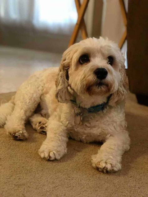 Cavachon Haircut Styles, Cavachon Tattoo, Cavachon Dog, Cleaning Dogs Ears, Dog Crossbreeds, Cavachon Puppies, Puppy Barking, Best Dogs For Families, Beautiful Dog Breeds