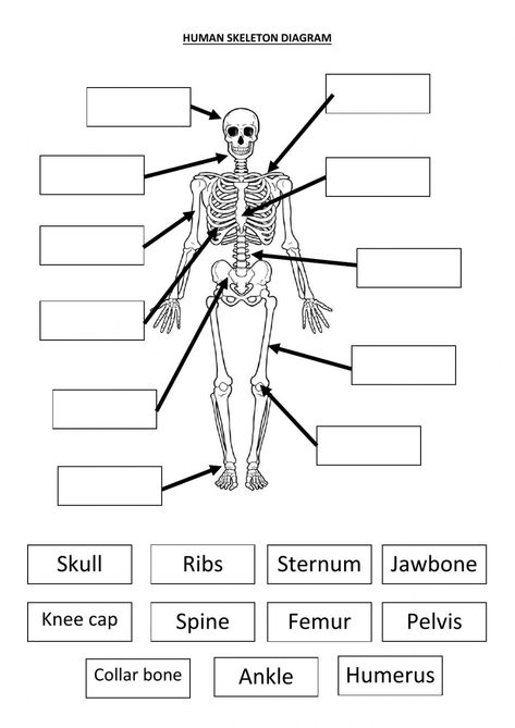 Skeleton For Kids, Skeletal System Anatomy, Skeletal System Worksheet, Skeleton System, Skeletal And Muscular System, Igcse Biology, The Human Skeleton, Body Skeleton, Human Body Worksheets