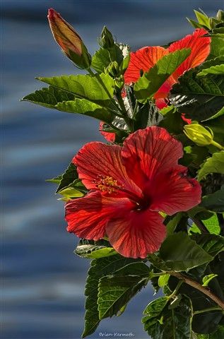 Hibiscus bushes along the back fence? Hibiscus Bush, Hibiscus Plant, Airbrush Art, Exotic Plants, Good Morning Flowers, Hibiscus Flowers, Tropical Flowers, Amazing Flowers, Love Flowers