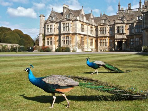 corsham court | The Peacocks of Corsham Court | "Notice what you notice..." Corsham Wiltshire, Malfoy Manor, Teddy Bears Picnic, Wiltshire England, English Manor Houses, Castle Mansion, Historic Houses, English Manor, Manor Houses