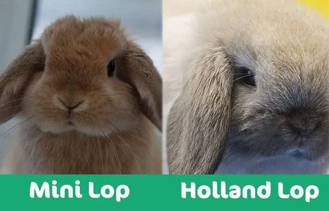 Rabbit Species, Mini Lop Bunnies, Mini Lop Rabbit, Lop Bunnies, Holland Lop Bunnies, Rabbit Breeds, Mini Lop, Cute Bunny Pictures, Holland Lop