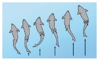 Movement-in-Fish-1 Fish Swimming Drawing, Fish Movement Animation, Jumping Fish Illustration, Fish Jumping Out Of Water, Fish Anatomy, Fish Swimming Gif, Animation Drawing Sketches, Drawing Scenery, Fish Tales