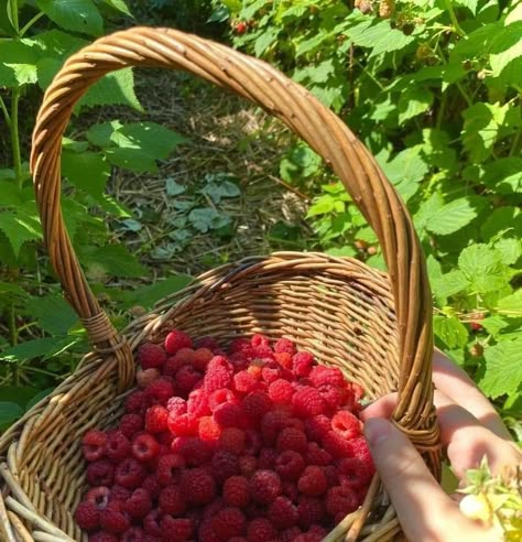 Torte Aesthetic, Aesthetic Strawberry Shortcake, Friends Moodboard, Raspberry Picking, Acedamia Aesthetic, Shortcake Aesthetic, Strawberry Shortcake Aesthetic, Raspberry Torte, Aesthetic Strawberry