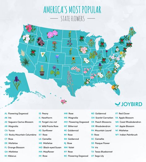 You may be surprised—it's probably not your state's official flower. My Mapping Ideas, My Mapping, State Flowers, Calathea Plant, Cactus Blossoms, List Of Flowers, Most Popular Flowers, Indoor Trees, Popular Flowers