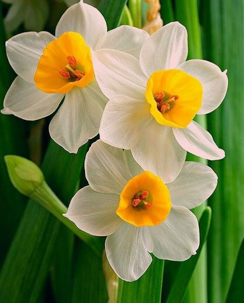 Daffodil Photography, Corner Deco, 귀��여운 음식 그림, Narcissus Flower, Sweet Perfume, Daffodil Flower, Jaune Orange, Wonderful Flowers, Flower Ideas