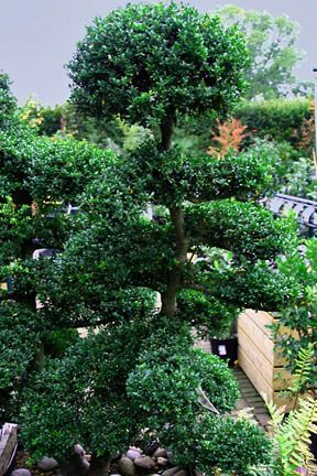 cloud pruning Japanese Shrubs, Japanese Privet, Trim Hedges, Subtropical Garden, Cloud Pruning, Pruning Plants, Japanese Style Garden, Architectural Plants, Uk Design