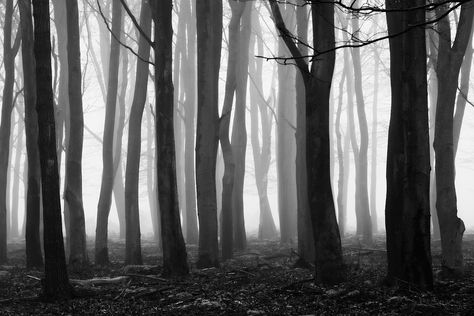 Croquis, 숲 사진, Tree Drawings Pencil, Fantasy Tree, Dark Tree, Tree Textures, Tree Sketches, Black And White Tree, Foggy Forest