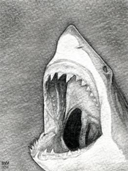 how to draw a shark head..this has been a request from both boys and girls..check out charcoal artist Robert Longo for inspiration Head Step By Step Drawing, Draw A Shark, Head Step By Step, Shark Head, Deer Drawing, Shark Drawing, Shark Art, Drawing Heads, Drawing Guide