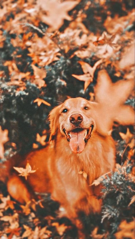 Autumn Dog Photography, Dog Fall Photoshoot, Halloween Profile Pictures, Fall Puppies, Fall Dog Photos, Golden Retriever Fall, Fall Animals, Autumn Photoshoot, Autumn Dog