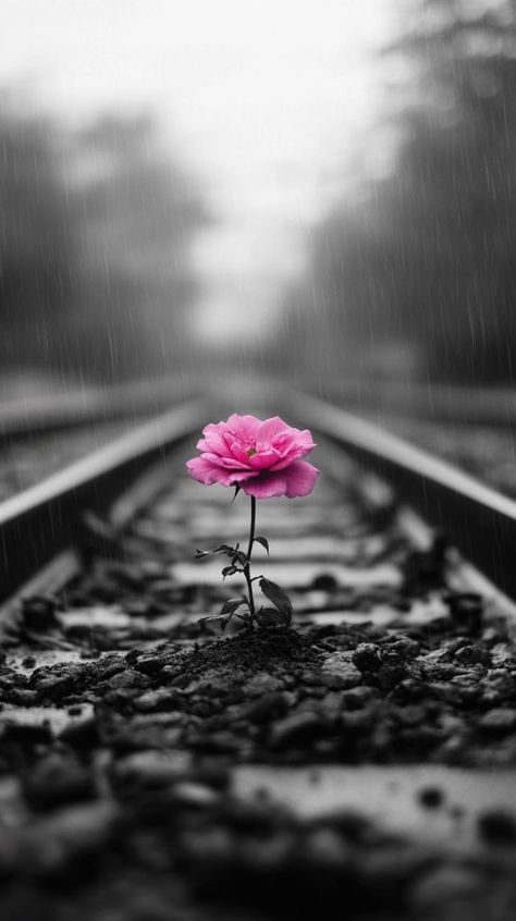 Prompt 👉Black and white photo, just a pink flower growing out of the ground in the center of the railroad bed of the city of Peron, by Zachary Zograf, romanticism, stunning vfx, rain, tribute to life, stunning beautiful composition, rose, after effects, strong composition, beautiful flower 👉 if Like, please Follow and Share AI Graphics Studio 👇Contact on WhatsAPP: http://tiny.cc/aigraphicsstudio #aigraphicsstudio #AI #DigitalMarketing #digitalartist #digitalart #digital #creativephotography... Beautiful Wallpapers For Iphone Black, Strong Composition, Flower Growing, Beautiful Composition, Beautiful Wallpapers For Iphone, Dark City, Iphone Black, Photo To Cartoon, Photo Collage Template