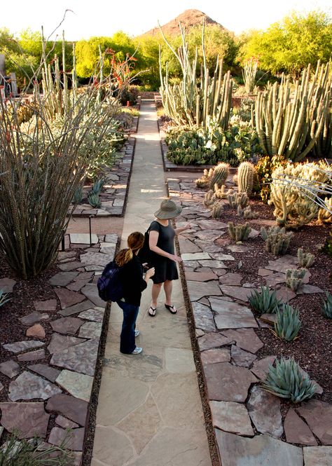 Ottosen Entry Garden Desert Botanical Phoenix Desert Hotel, Entry Garden, Spanish Exterior, Desert Backyard, Birmingham Botanical Gardens, Residential Landscape, Denver Botanic Gardens, Desert Botanical Garden, Dry Garden