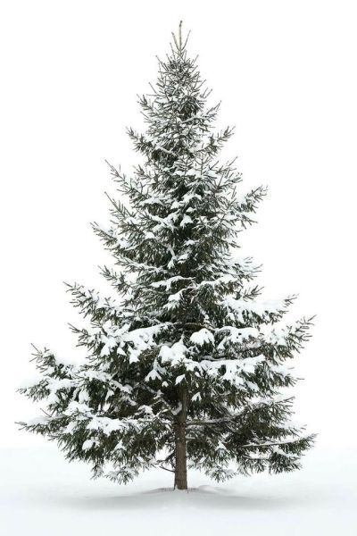 Pine Tree Painting, Photo Christmas Tree, White Pine Tree, Christmas Tree Images, Snowy Christmas Tree, Painting Snow, Christmas Tree Painting, Winter Scenery, Christmas Drawing